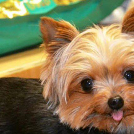 Meet Lucy: The Smallest Working Dog in the World 