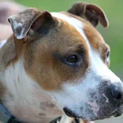 Dog Lost During Sandy Found in Shelter 18 Months Later
