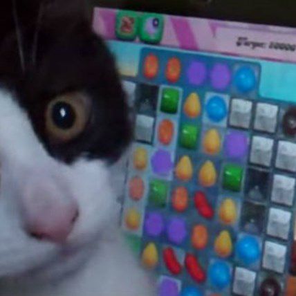 Image for VIDEO: Check Out These Candy Crushin' Cats!