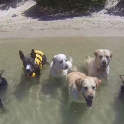 VIDEO: Dogs and a Cat Get Groovy to Pharrell's "Happy"