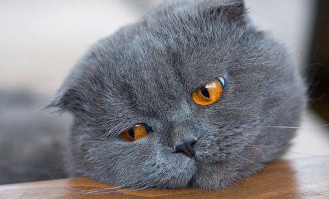 5 Ways To Cure Your Cat's Boredom