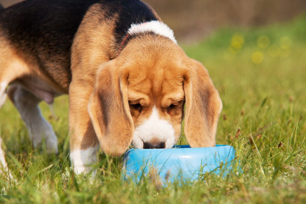5 Must-Read Safety Tips for Pets in Hot Weather 