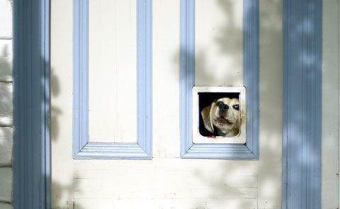 Pros and Cons of Doggie (And Kitty!) Doors