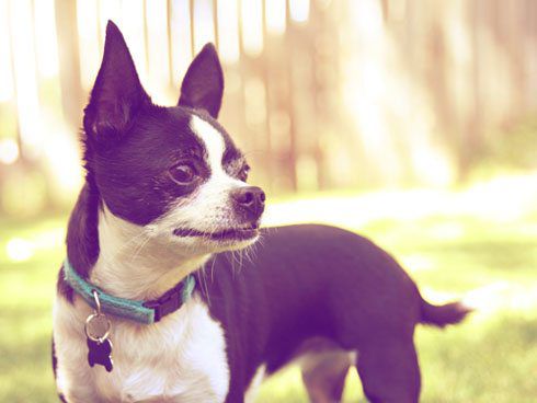 How To Choose A Dog Collar