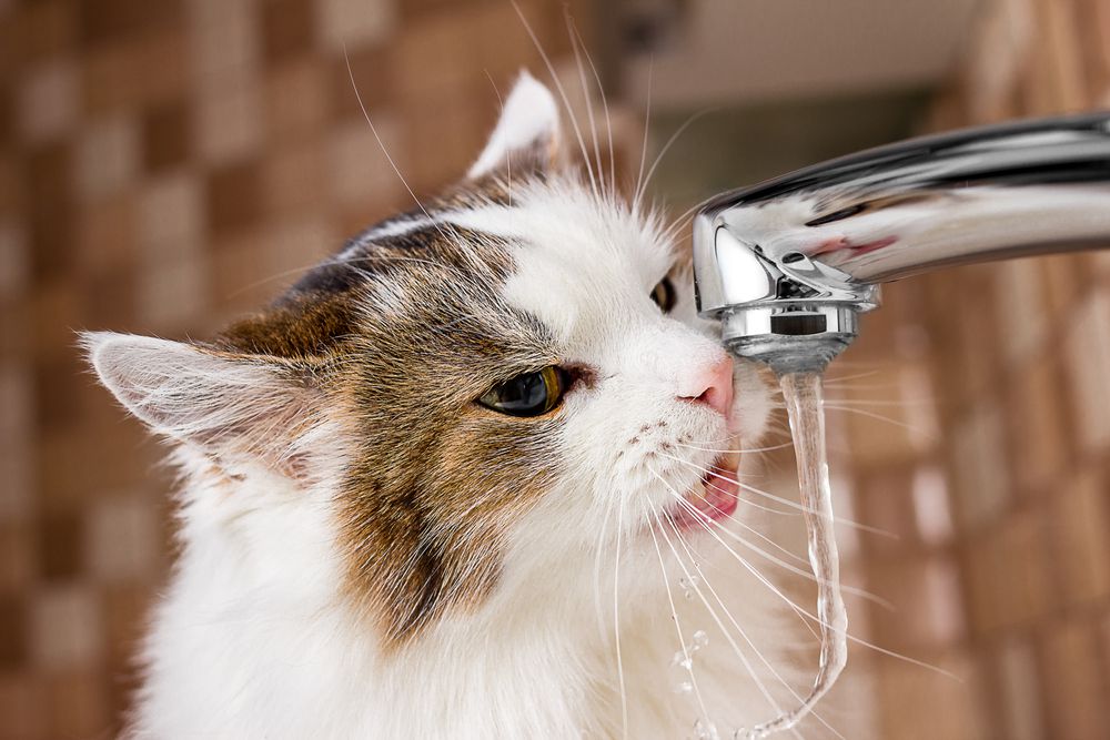 5 Ways to Help Keep Your Cat Hydrated