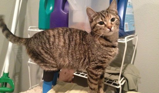 Boots-Cat-3