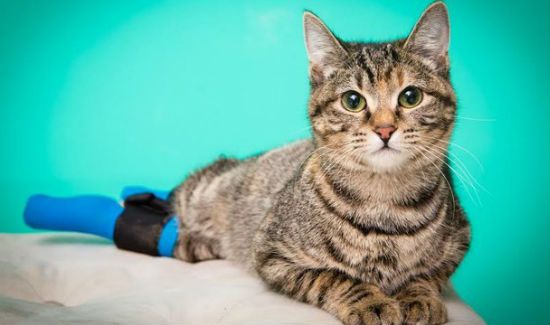 Boots-Cat-4