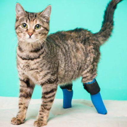 Cat Amputation and Prosthetic | PetCareRx