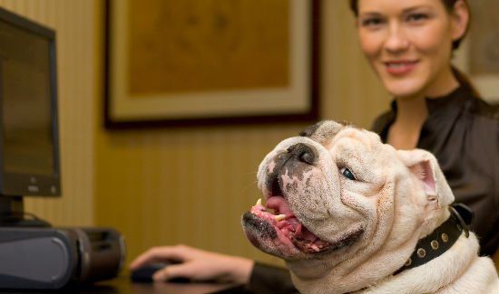 Bringing Your Dog to Work Could Make the Office Run Smoother