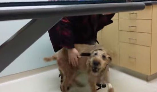 Blind Dog Duffy Can Finally See His Family Again
