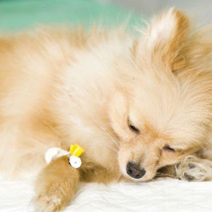Image for UPDATE: Deadly Jerky Treat Manufacturers Offer $6.5 Million in Damages