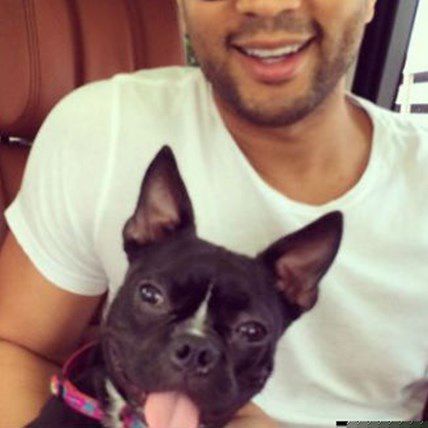 John Legend and Chrissy Teigen Adopt a 3-Legged Frenchie