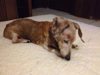 Meet Oscar, The 18 Year-Old Dachshund Who Won't Give Up