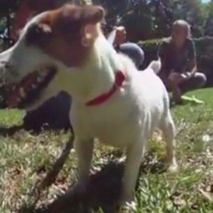 Hawaii Woman Tries to Flip Rescue Dog for Profit