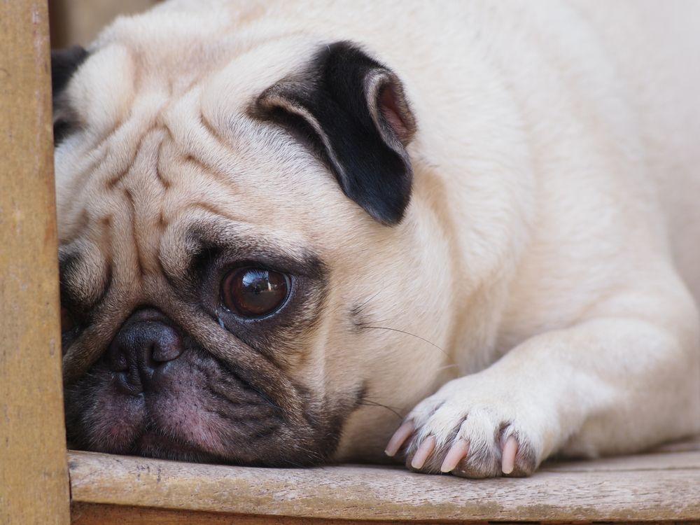 5 Tips for Comforting Dogs Scared of Loud Noises