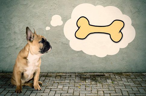 Are Bones Safe For Dogs?