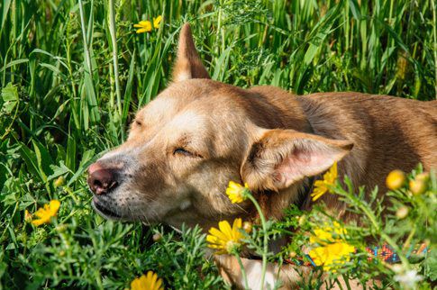 What to Do if Your Dog Is Stung by a Bee