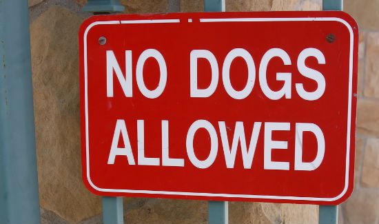 Service-Dog-2