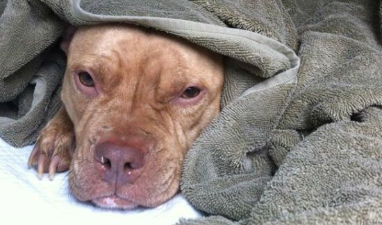 parvo in dogs