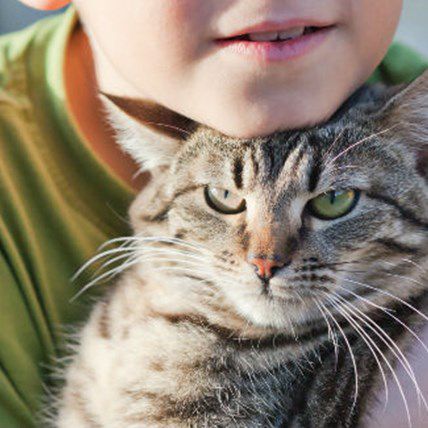Image for Brave Cat Protects 5-Year-Old from Gang of Bullies