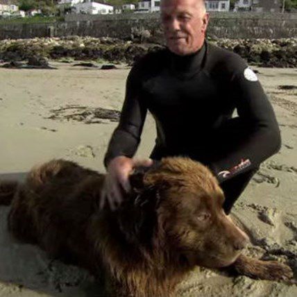 Image for MUST WATCH: Bilbo the Amazing Lifeguard Dog