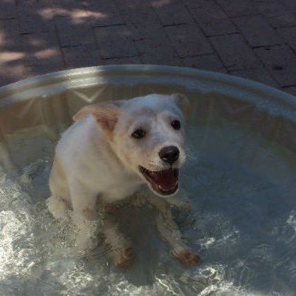 Image for Paralyzed Puppy Saved by the Internet