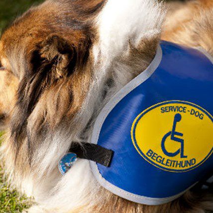 Diabetic Girl’s Tearful Reunion With Stolen Service Dog