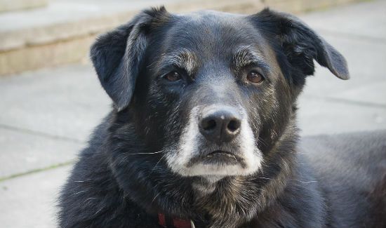 old Labrador Lady