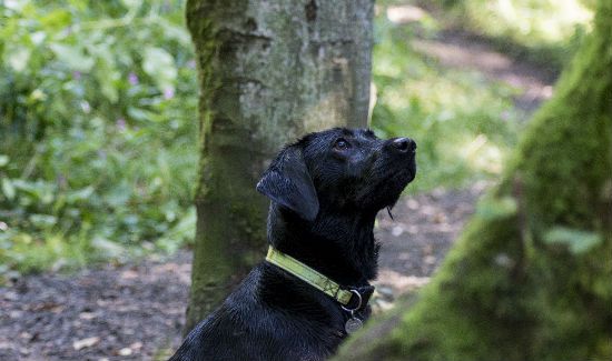 old Labrador in the woods