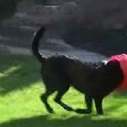 DOG VIDEO: Charcoal the Dog LOVES his Bucket