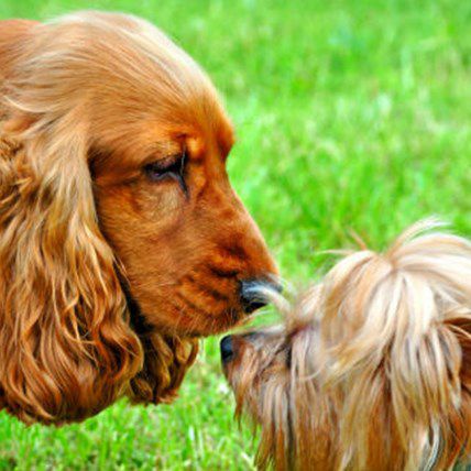 New dog park seeks to separate large and small dog breeds