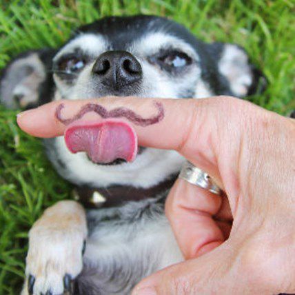 2 Crazy Ways Shelters are Promoting Adoption