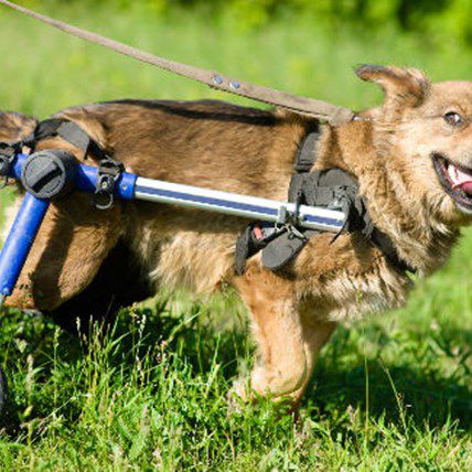 Amazing Wheelchair Dog Brings Joy to Entire City