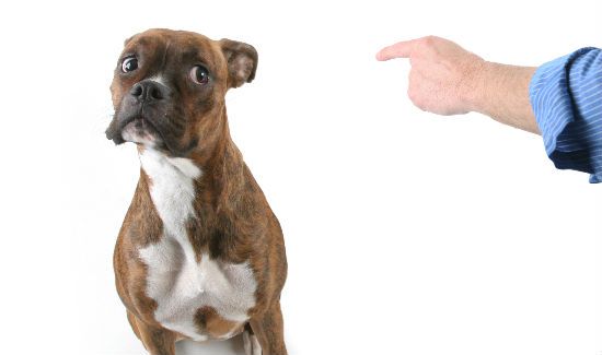 dog-fight-finger
