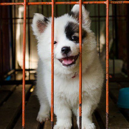 Ditch the Pet Store - Adopt a Shelter Pup Instead