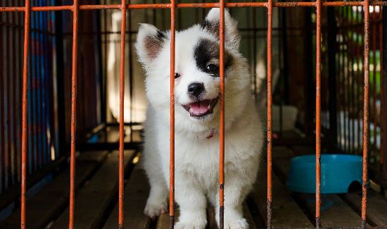 adopting-a-canine