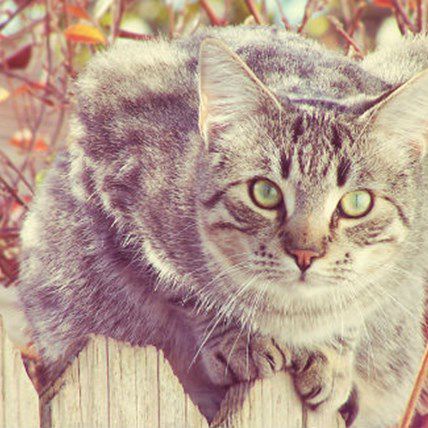 Study Shows Your Cat is Faster and Stronger Than a Tiger
