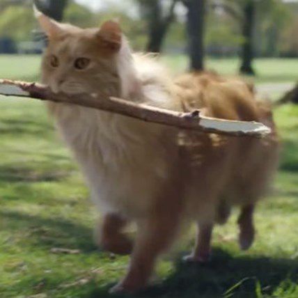 This Special Cat Has a Little Dog In Him - Literally