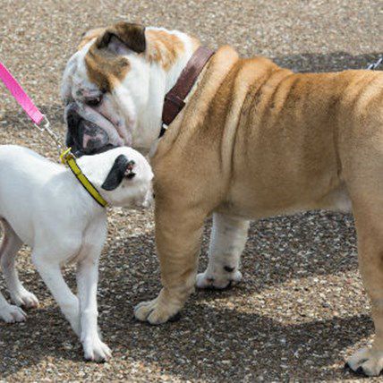 Why You Should Be Mindful of Which Butts Your Dog is Sniffing