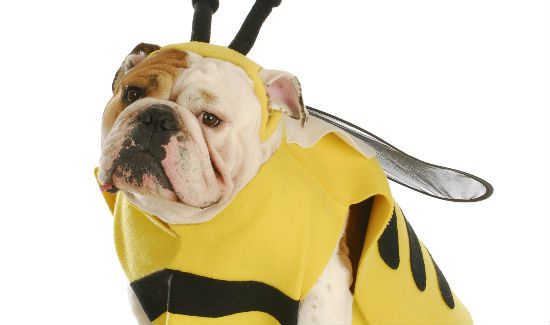 dog-knee-health-blog