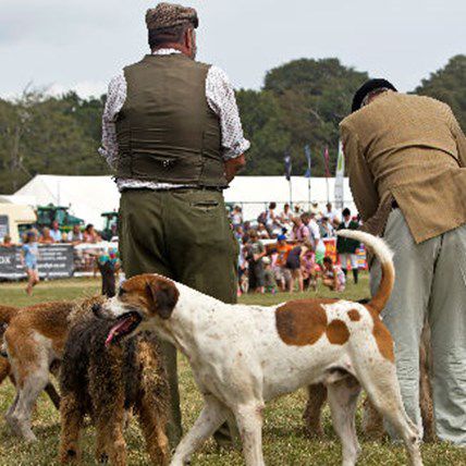 Westminster Adds 2 New Show Dogs - Could Yours Be One?