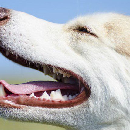 What To Feed Dogs With Bad Teeth