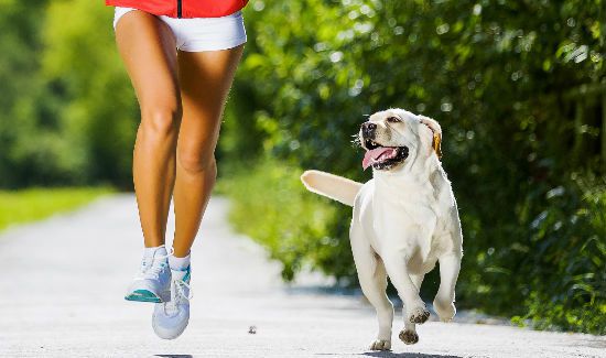marathon-dog