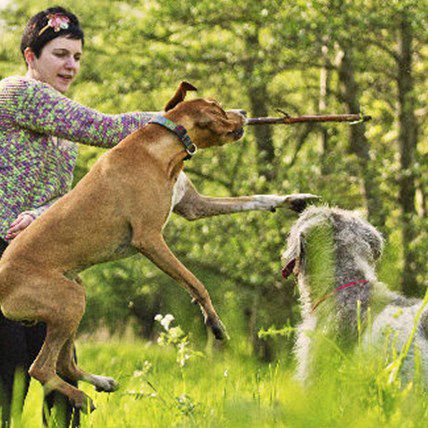 New Ordinance to Put Cap on Multi-Dog Homes