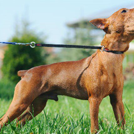 Why is Your Furry Friend So Chatty?