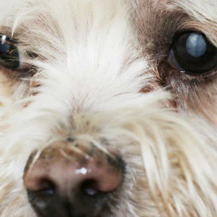 Be The Eyes for Your Blind Dog