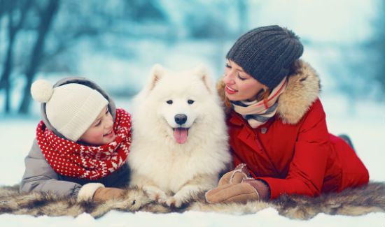 winter-care-for-dogs-blog
