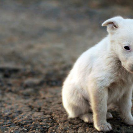 Arizona Couple Arrested for Neglecting 9 Dogs