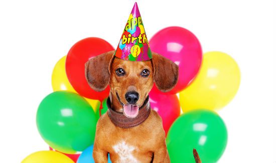 dog-birthday-blog