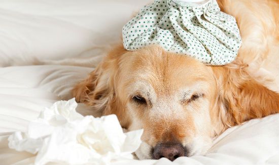 dog-flu-blog